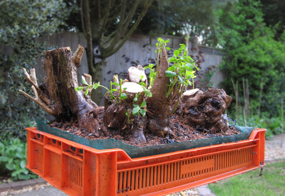 privet raft bonsai